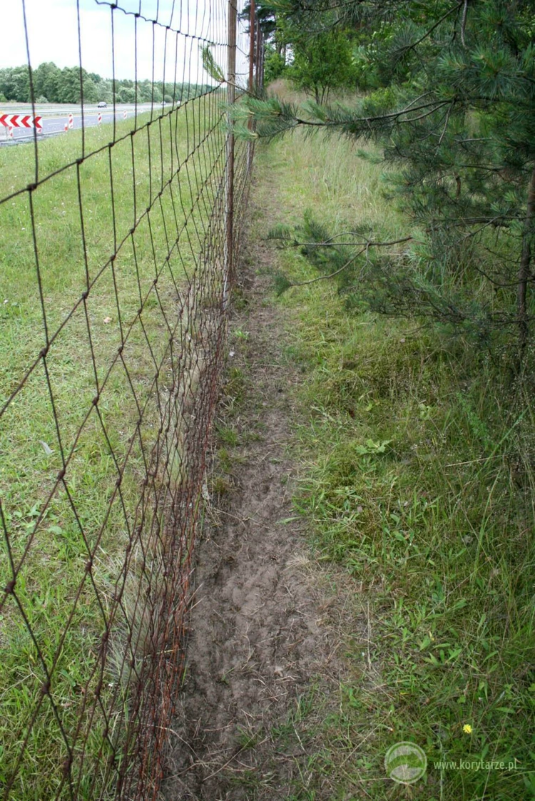 Ścieżka wydeptana przez ssaki kopytne wzdłuż ogrodzeń ochronnych, świadczy zwykle o przerwaniu przez drogę lokalnego szlaku migracji danego gatunku